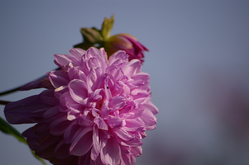 皇帝ダリア（八重）