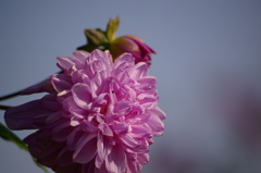 皇帝ダリア（八重）