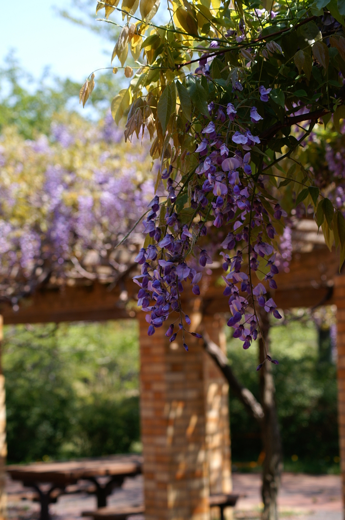 大高緑地公園にて　