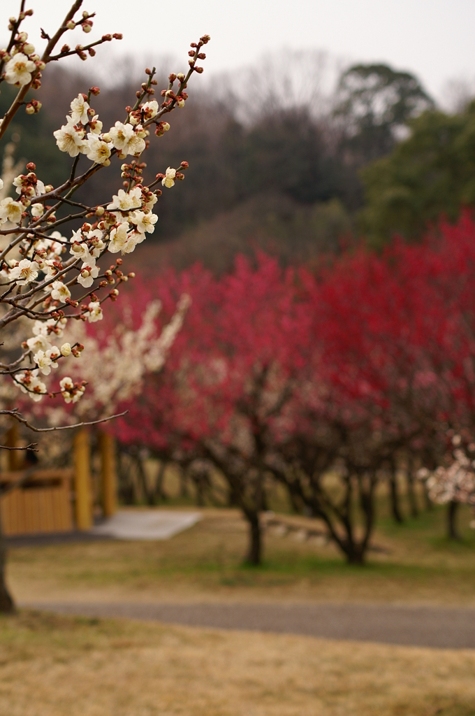 大高緑地公園にて　