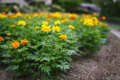 名古屋市農業センターにて　