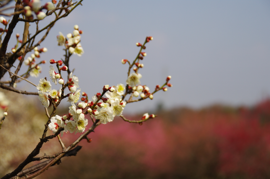 大高緑地公園にて　