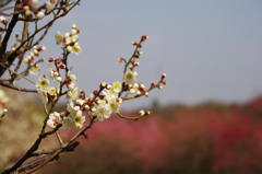 大高緑地公園にて　