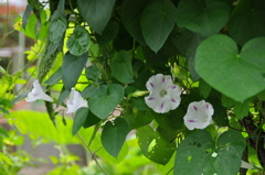 名古屋市農業センターにて　