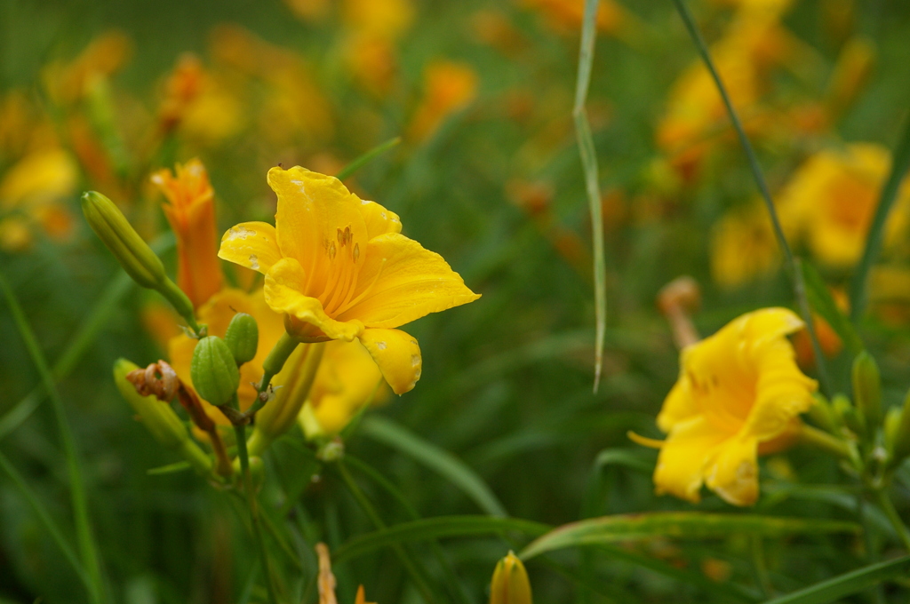 大高緑地公園にて
