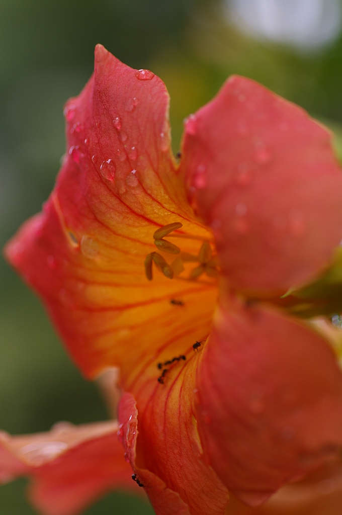 ﾉｳｾﾞﾝｶｽﾞﾗ