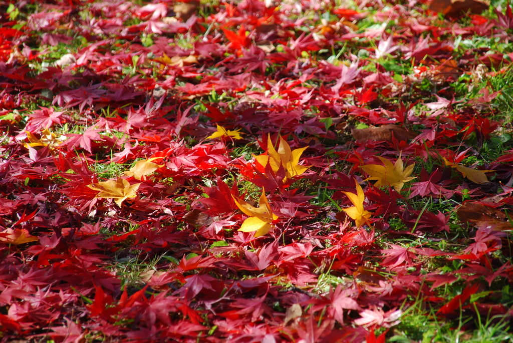 落ち葉に光射して
