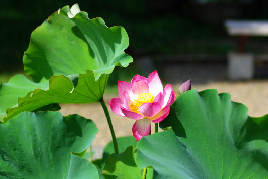 名古屋市農業センターにて　