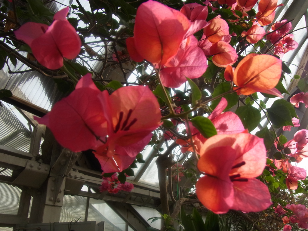 ブーゲンビレア