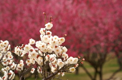 大高緑地公園にて　