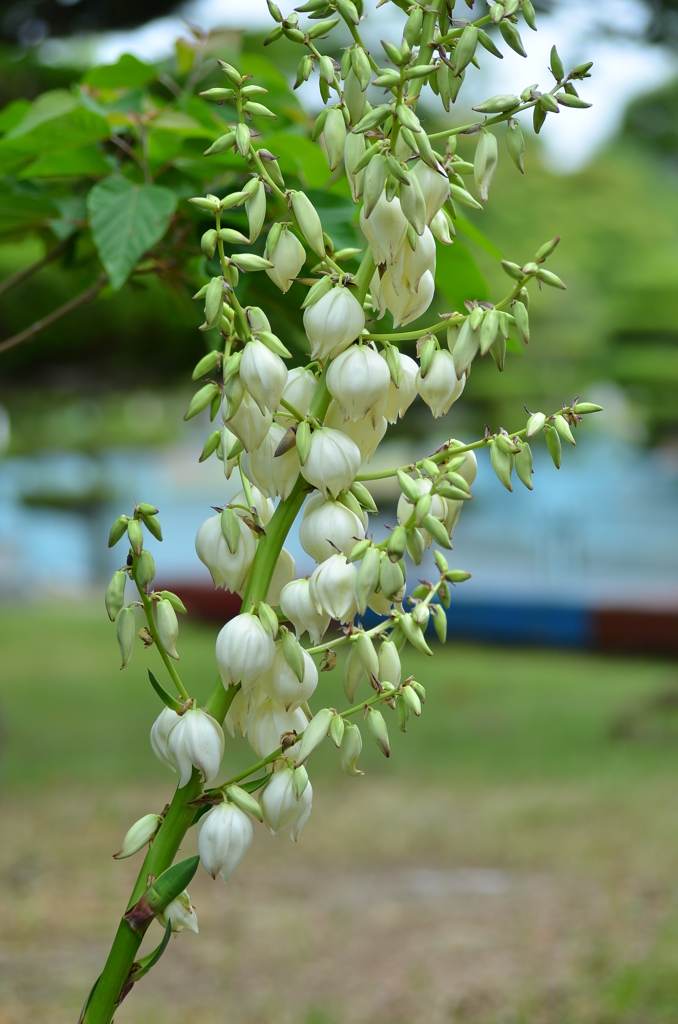 大高緑地公園にて　