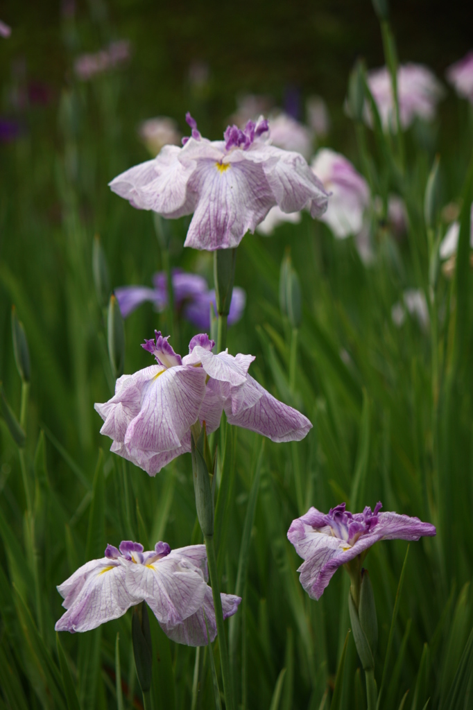 大高緑地公園にて　６月０６日 016