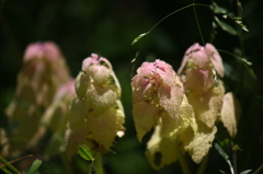 雑草には雑草の意地がある＾＾
