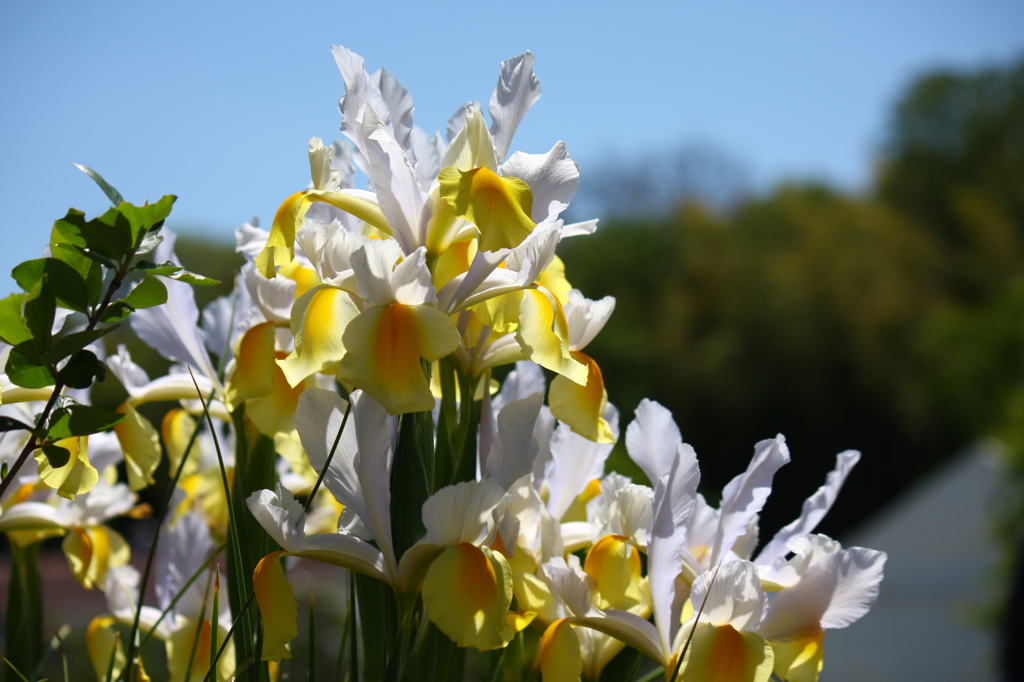 ダッチアイリス