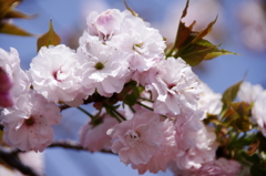 八重桜