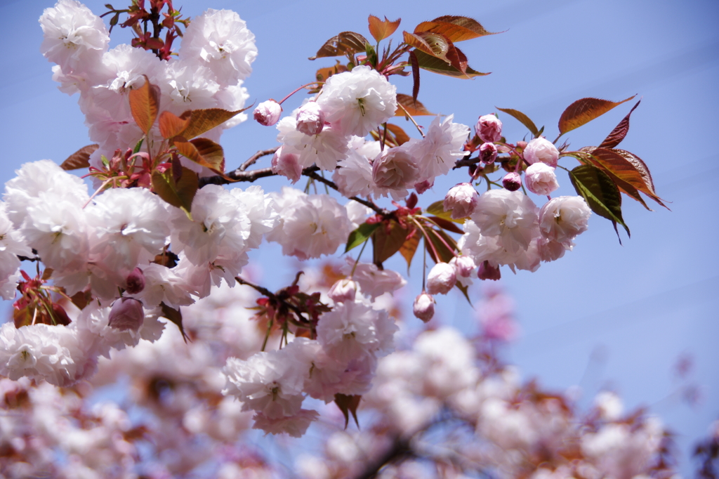 八重桜