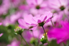 みどりが丘公園にて　１１月０３日 062