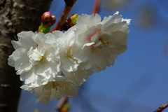 冬桜