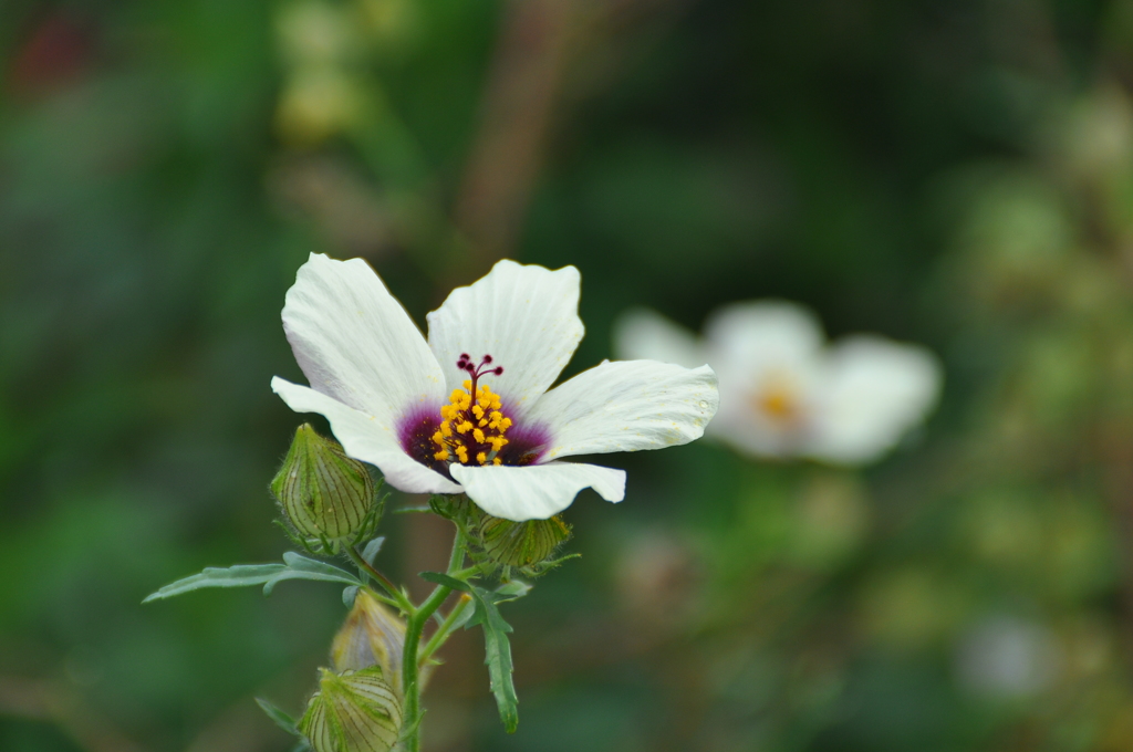 名古屋市農業センターにて　