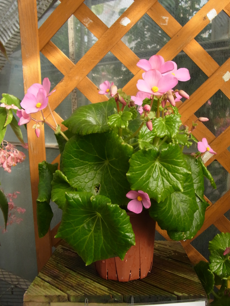 ベゴニア・ソコトラーナ