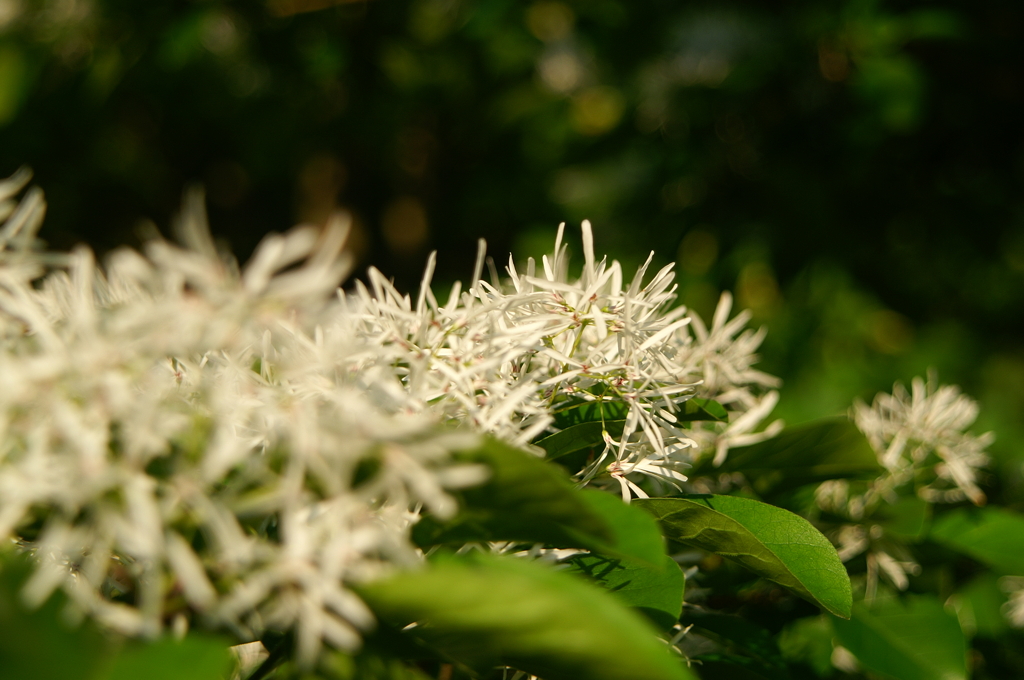 ナンジャモンジャ