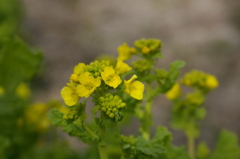 菜の花