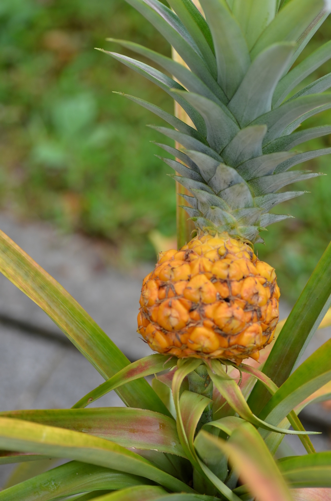 名古屋市農業センターにて　