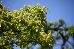 カラコギカエデ