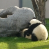 双子パンダ