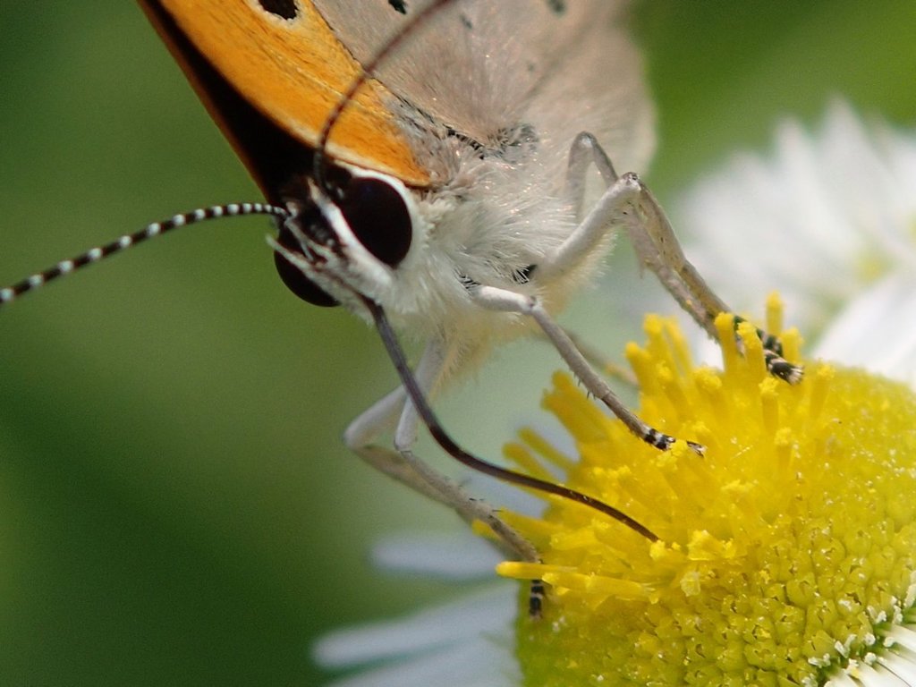 蜜を吸うチョウ