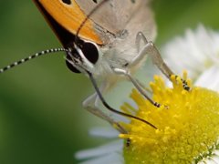 蜜を吸うチョウ