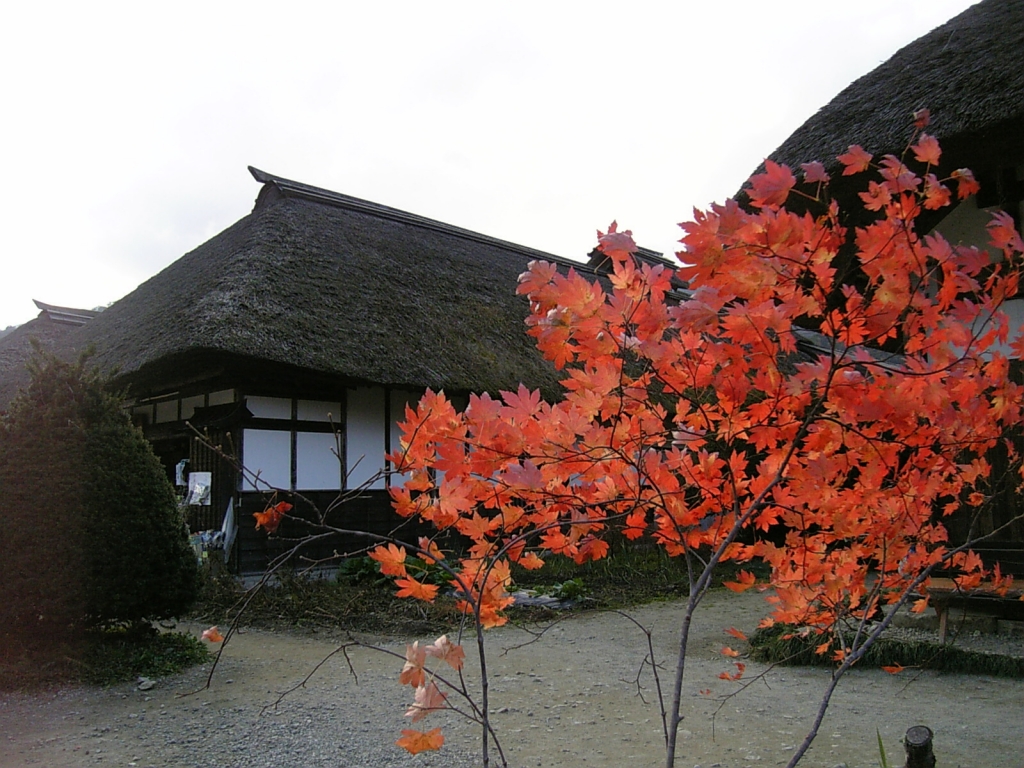日本家屋と楓