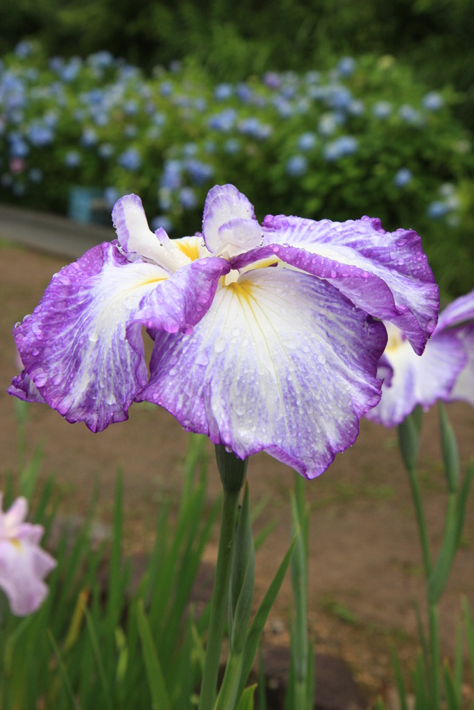 播州山崎　花菖蒲園