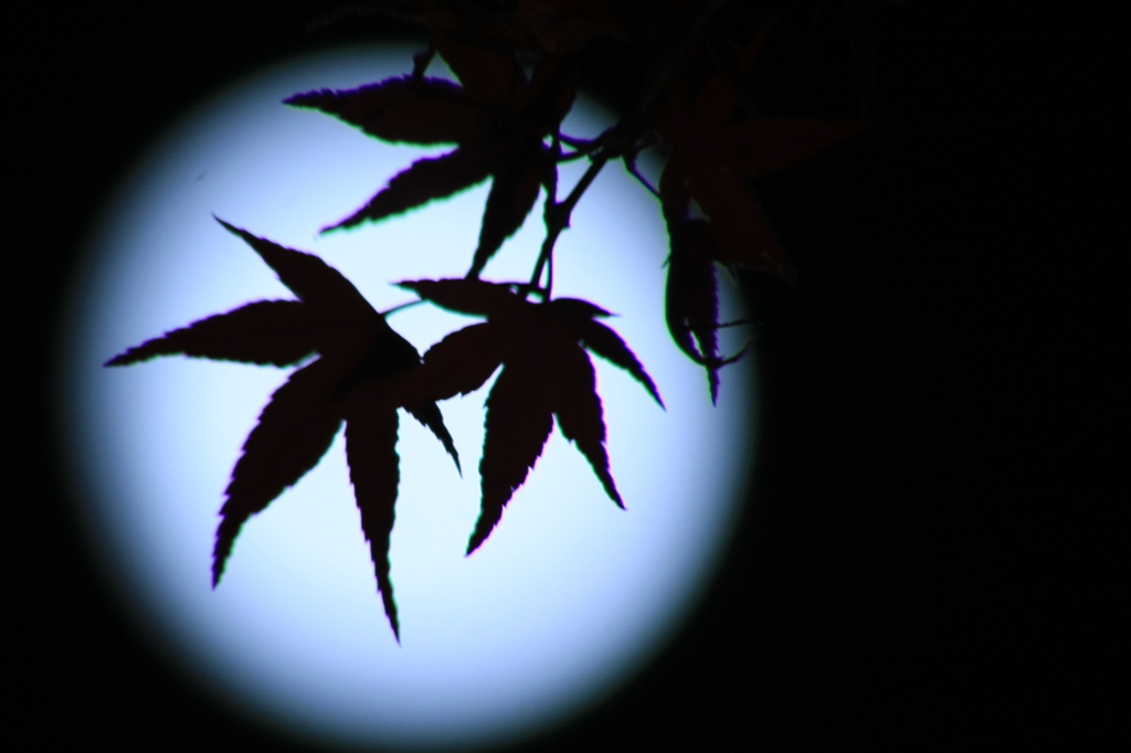 好古園紅葉会にて　7