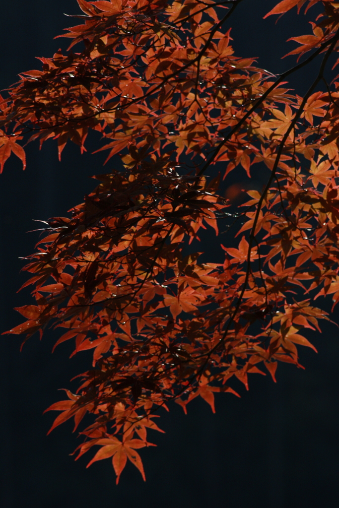 紅葉