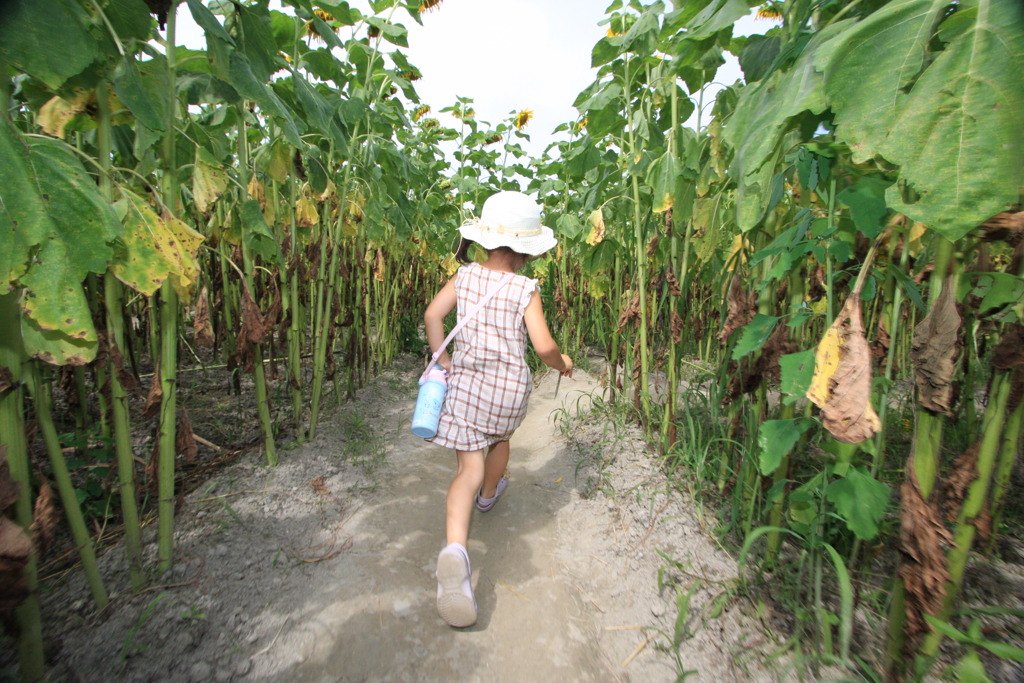 ヒマワリの迷路