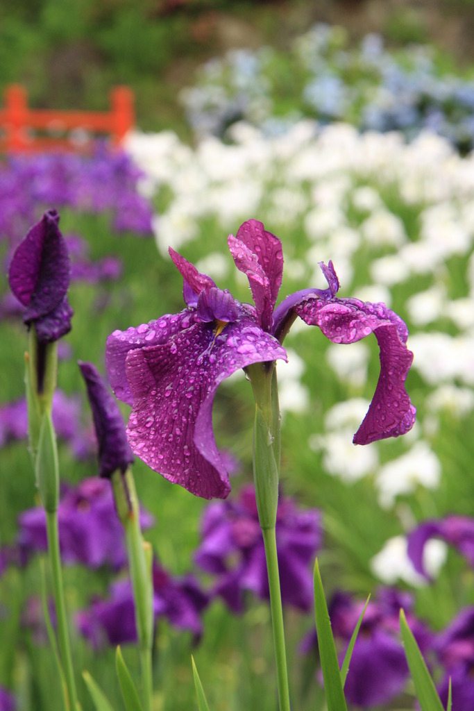 播州山崎　花菖蒲園
