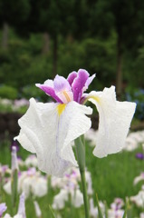 播州山崎　花菖蒲園