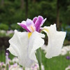 播州山崎　花菖蒲園