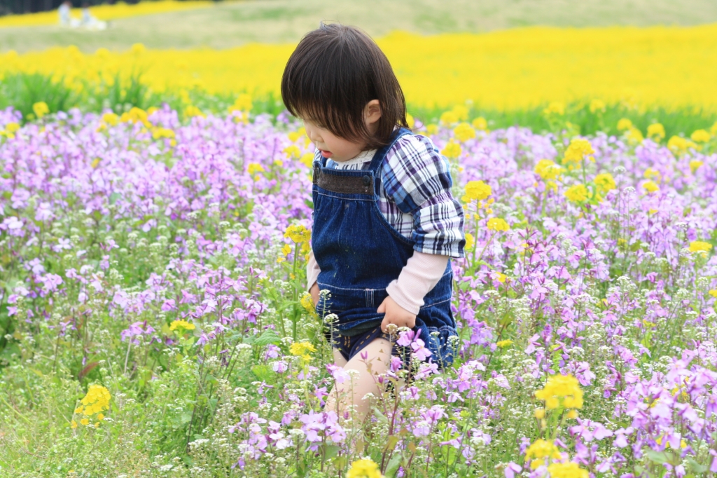 花さじき1
