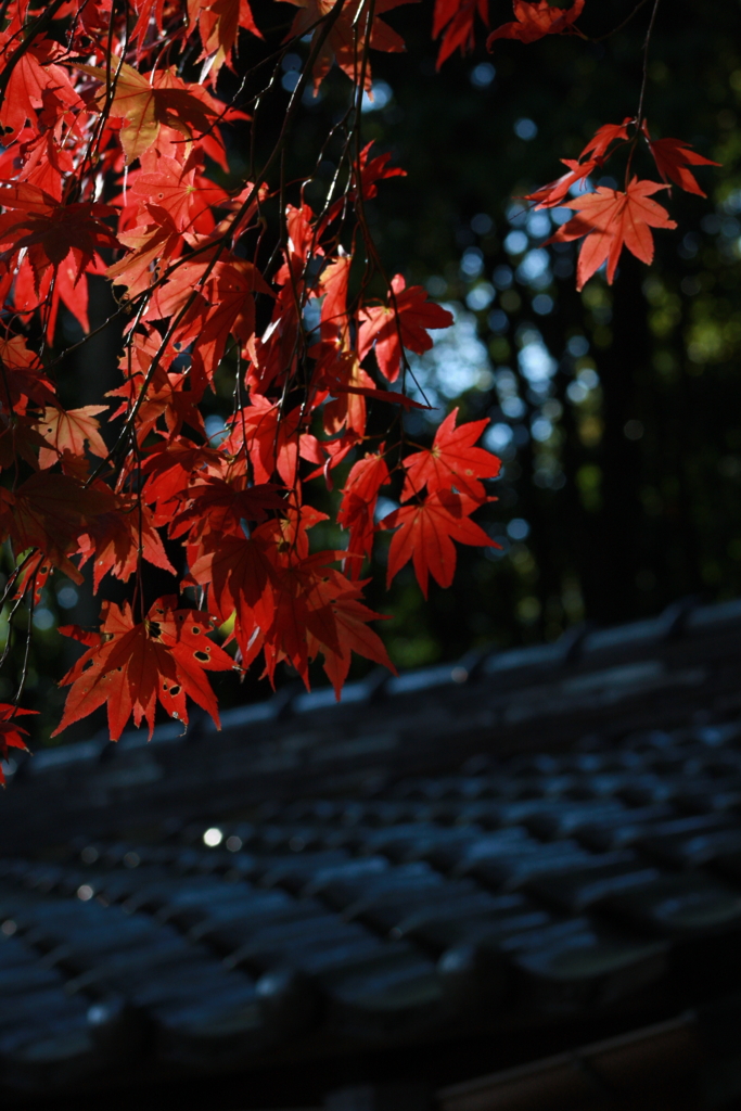 紅葉