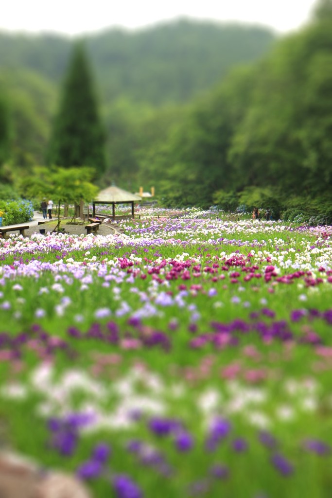 花菖蒲