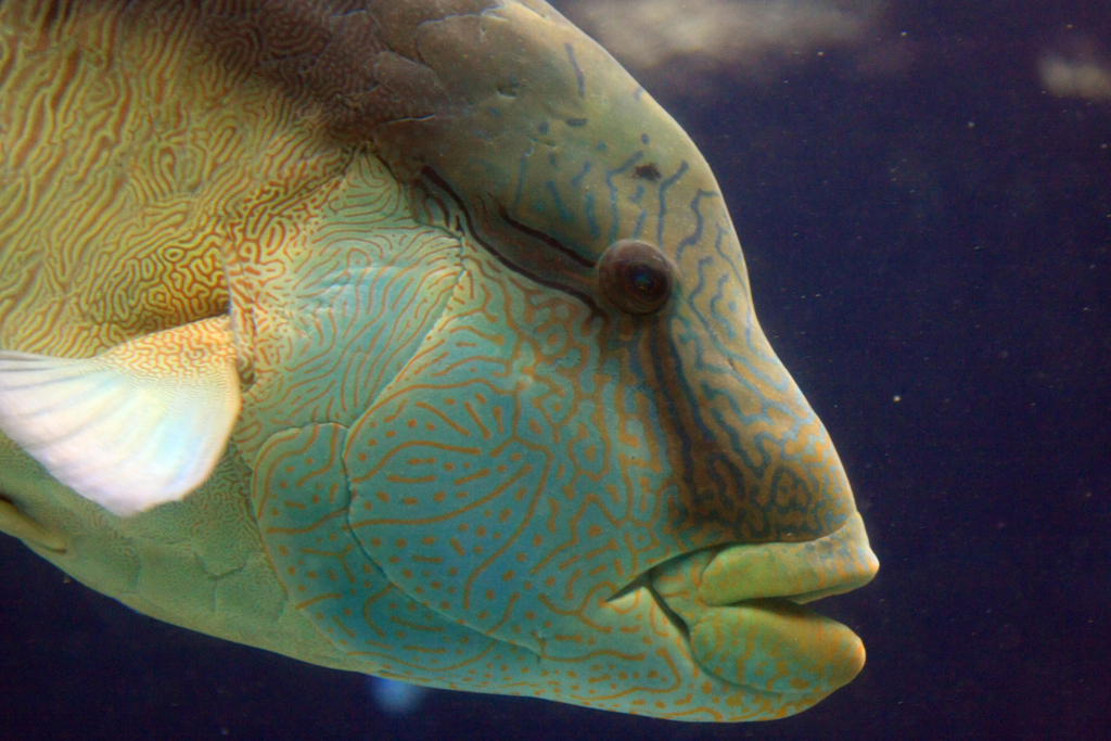 美ら海水族館