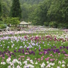 播州山崎　花菖蒲園