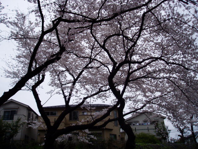 としまえんの桜２