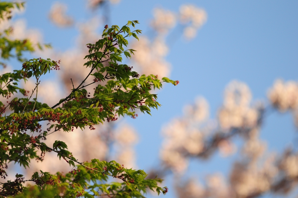 桜を背景に