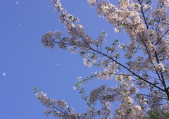 舞う花弁・SAKURA