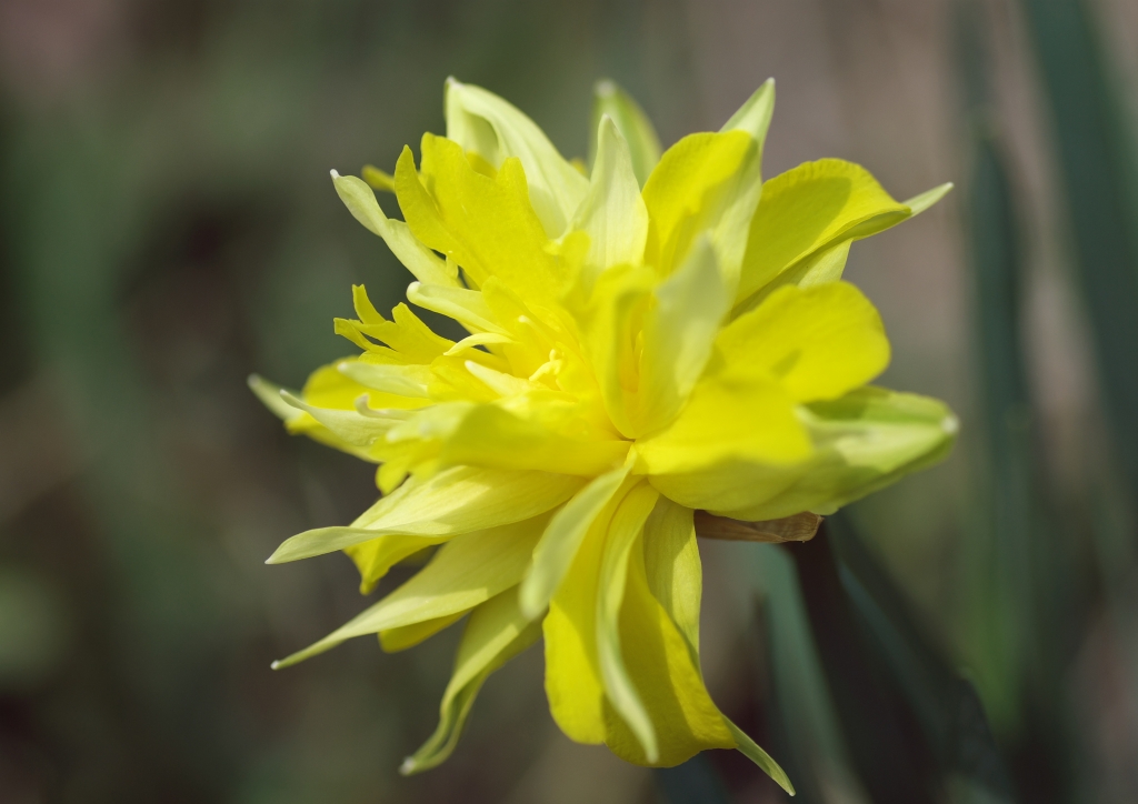 謎の花