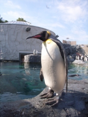 取締役ペンギン
