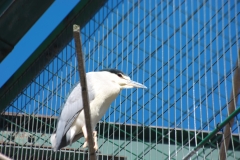 君...柵から出てるよね？